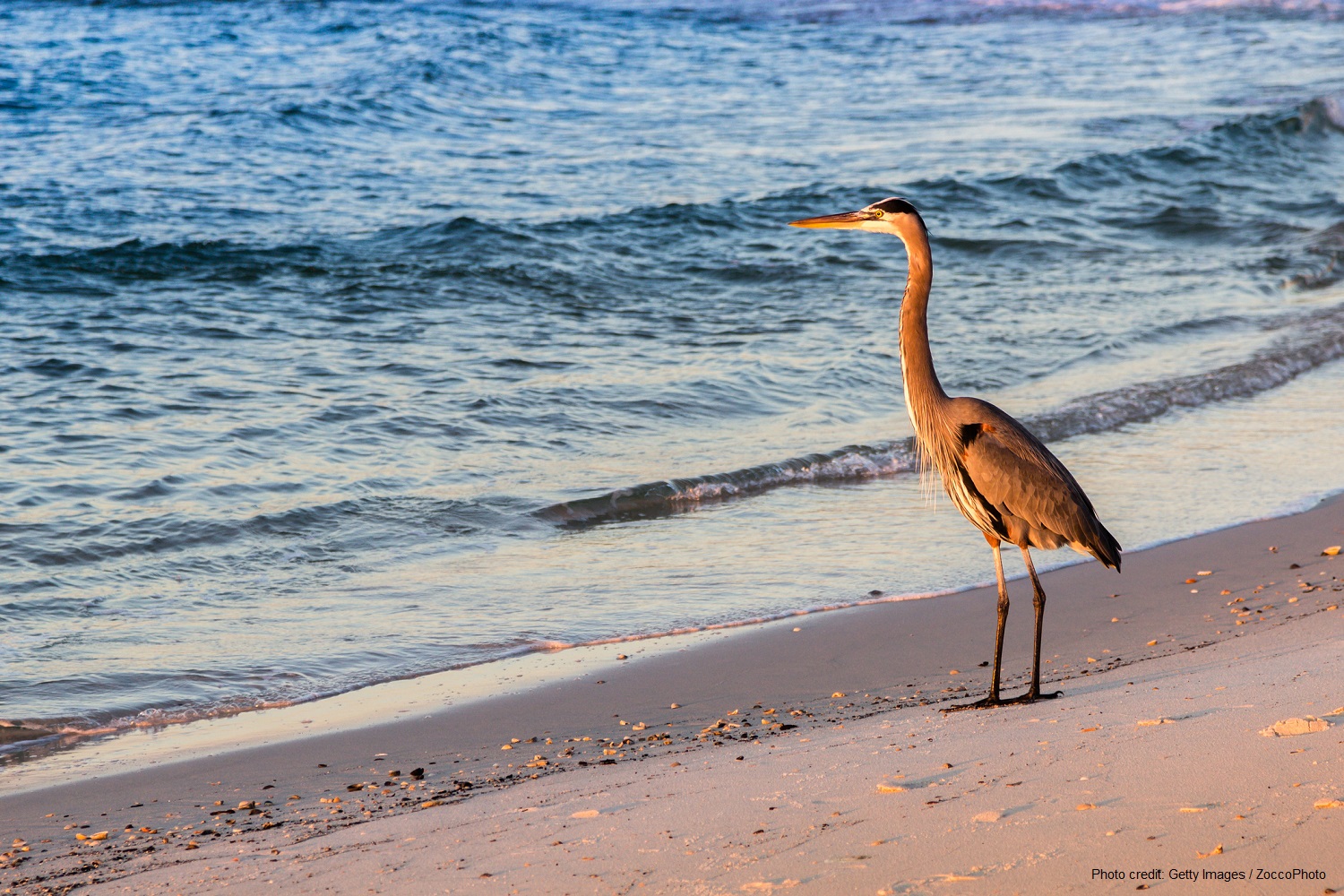 5 Reasons Why Everyone Loves Labor Day Beach Vacations