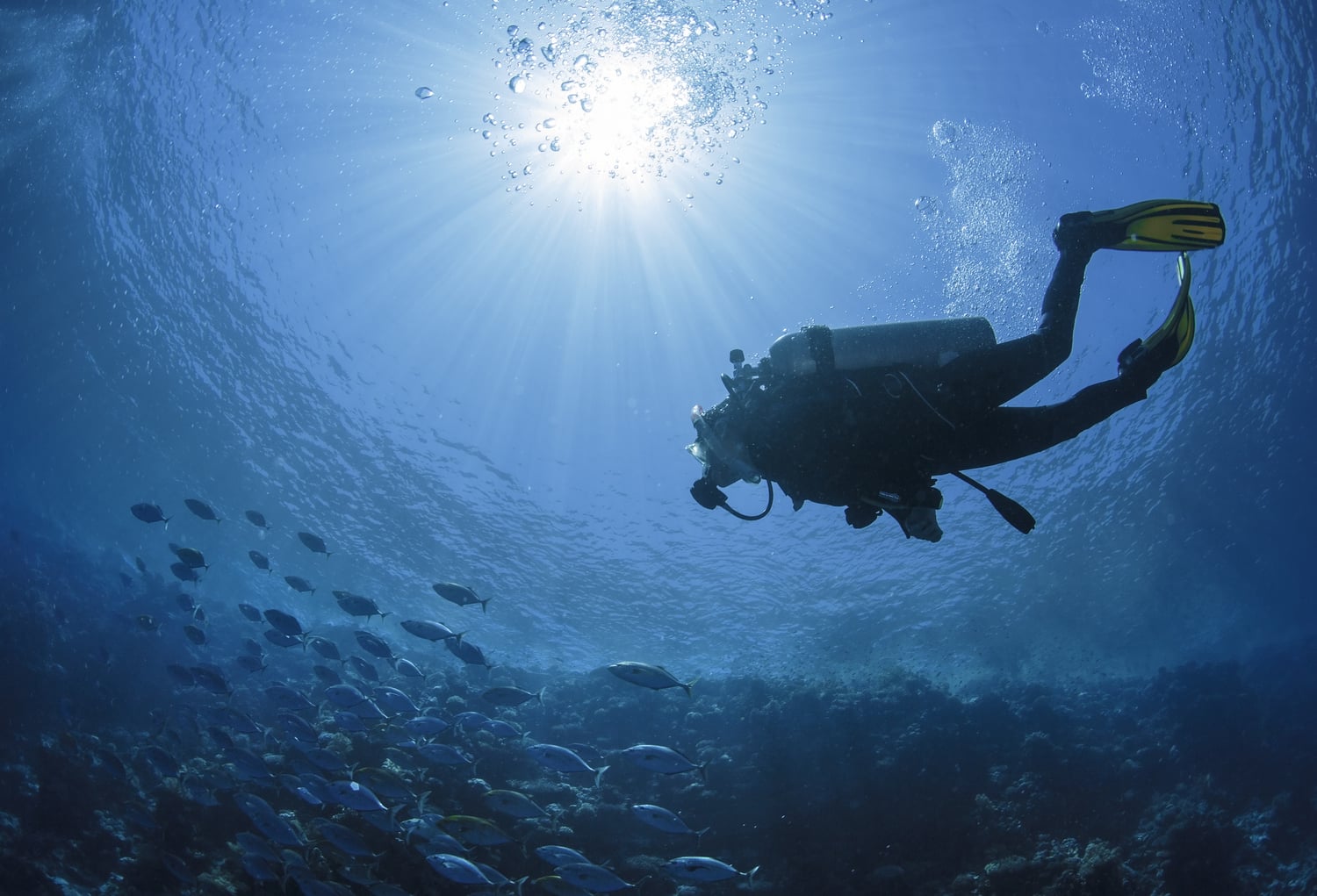 Dive into Art and Nature at the Underwater Museum of Art