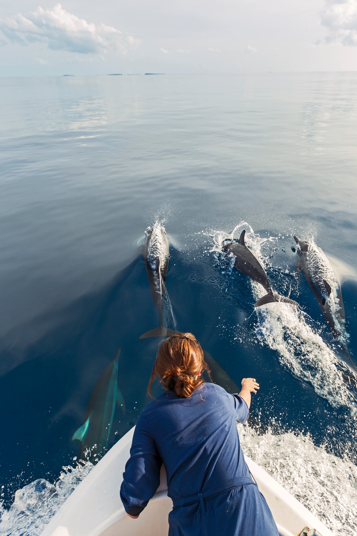 Dolphin Boat