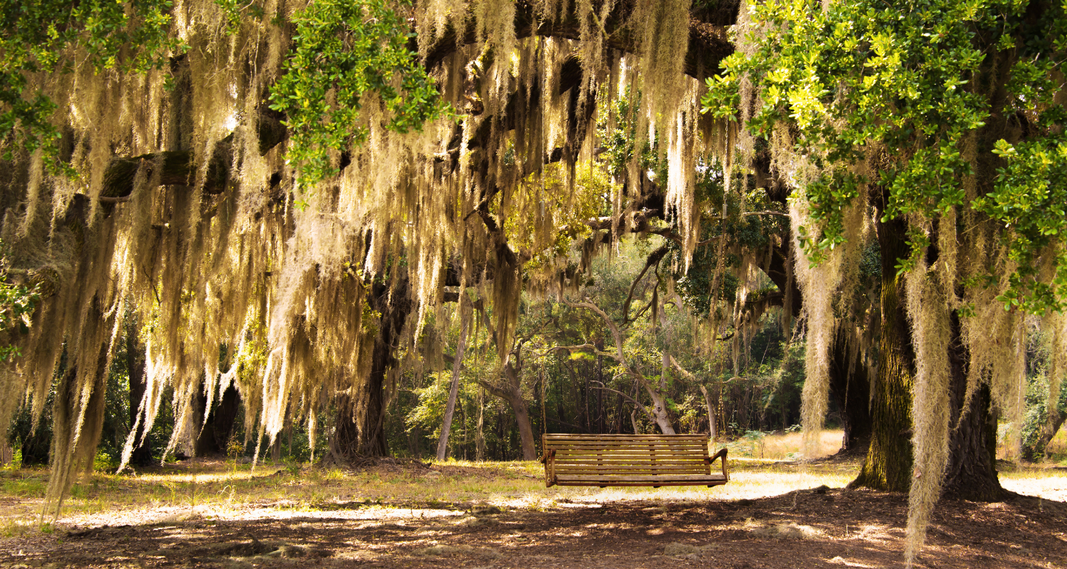 Explore the Florida Outdoors at Eden Gardens State Park